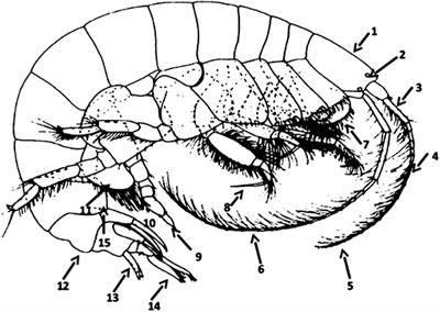 Taxonomy and Ecology of Sympatric Ampelisca Species (Crustacea, Amphipoda) From the Strait of Gibraltar to the Strait of Dover, North-Eastern Atlantic